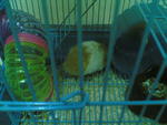 Nemo - Rummanian Hamster Hamster