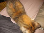 Contessa (Tessa) - Domestic Long Hair + Persian Cat