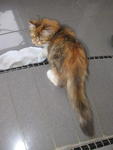 Contessa (Tessa) - Domestic Long Hair + Persian Cat