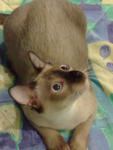 In March 2008, Phaibun Nai began his color tranformation from white to mink