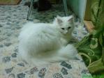 Kembang - Domestic Long Hair Cat
