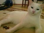 Temuk - Domestic Short Hair Cat