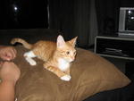 Kiki - Domestic Short Hair + Tabby Cat