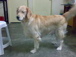 PF1857 - Golden Retriever Dog
