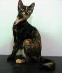 Indy - Adopted By Nuri - Domestic Short Hair + Tortoiseshell Cat