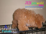 Red Toy Poodle Puppy. - Poodle Dog