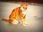 Marshmellow - Bengal + Domestic Short Hair Cat