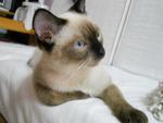 Gaga - Siamese Cat