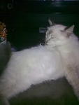 Melot @ Boboy  - Domestic Short Hair + Siamese Cat