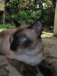 Gebu - Domestic Short Hair + Siamese Cat
