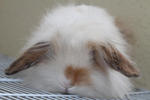 Chiko - American Fuzzy Lop Rabbit