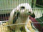 Holly Oh - Holland Lop Rabbit