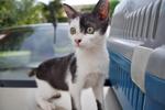 Kiera - Domestic Short Hair Cat
