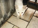 T.moe.t Junior - Siamese Cat