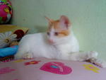 Ommey - Domestic Short Hair Cat