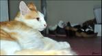 Eamon - Domestic Medium Hair Cat