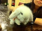 Hwanee - Lop Eared Rabbit