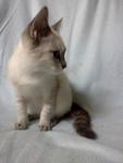 Siamese - Siamese Cat