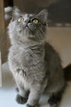 Yogi - British Shorthair Cat