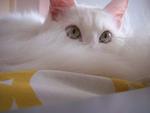 Leah - Turkish Angora Cat