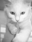 Leah - Turkish Angora Cat