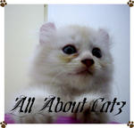 Peach (Sold) - American Curl + Persian Cat