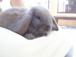 Chocolate - Holland Lop Rabbit