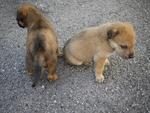 Six Puppies - Mixed Breed Dog