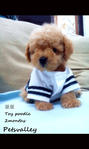 Bibi And Doudou(Toy Poodle) - Poodle Dog
