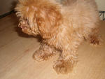 Home Breed Red Toy Poodle Puppy. - Poodle Dog