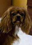 Bonito - Cavalier King Charles Spaniel Dog