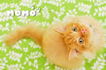 Momo - Maine Coon + Persian Cat