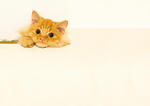 Momo - Maine Coon + Persian Cat