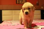 Golden 4 Pets For Sale - Golden Retriever Dog