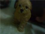 Tinytoypoodle (售出) - Poodle Dog