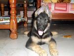 Handsome pup with ears attention!