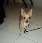 Papido - Chihuahua Dog