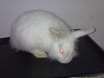 Angora Mix Buck Matured - Angora Rabbit Rabbit