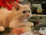 Cheezy - Persian Cat