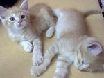 Oren N Oreo... - Domestic Long Hair Cat