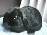 Blacky - Holland Lop Rabbit