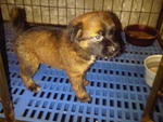 Adorable For Adoption-adopted - Mixed Breed Dog