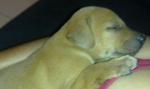 Lashes For Adoption - Mixed Breed Dog