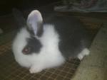 Mix Breed Rabbit  - Bunny Rabbit Rabbit