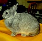 Netherland Dwarf - Pedigree - Netherland Dwarf Rabbit