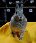 Netherland Dwarf - Pedigree - Netherland Dwarf Rabbit