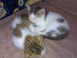 Koku N Amci - Domestic Short Hair + Domestic Medium Hair Cat