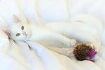 Queen - Persian Cat