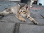 Kitten D (ADOPTED BY PN.HASINAH)