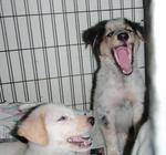 Pow Wow Gang - Labrador Retriever Mix Dog